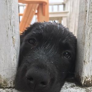 Meet your Posher, Alexa